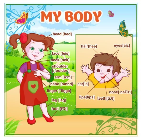 Стенд «My body»