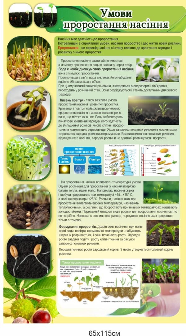 Стенд з біології “Умови проростання насіння”