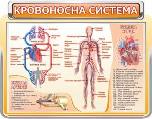 Стенд “Кровоносна система”