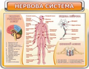 Стенд “Нервова система”