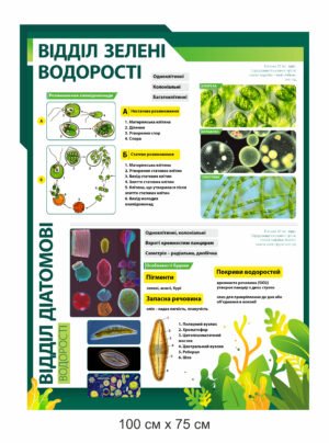 Стенд “Відділ зелені водорості та діаматові”